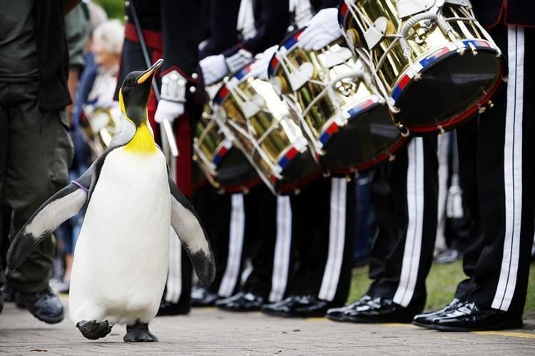 Nils Olav Penguin knight Sir Nils Olav inspects Norwegian troops promoted to