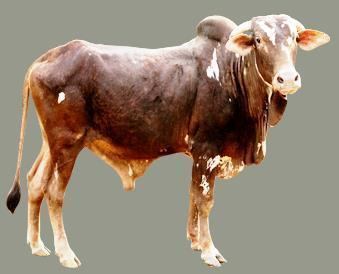 Nimari cattle dairyknowledgeinsitesdefaultfilesstyleslarge