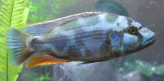 Nimbochromis Nimbochromis Wikipedia