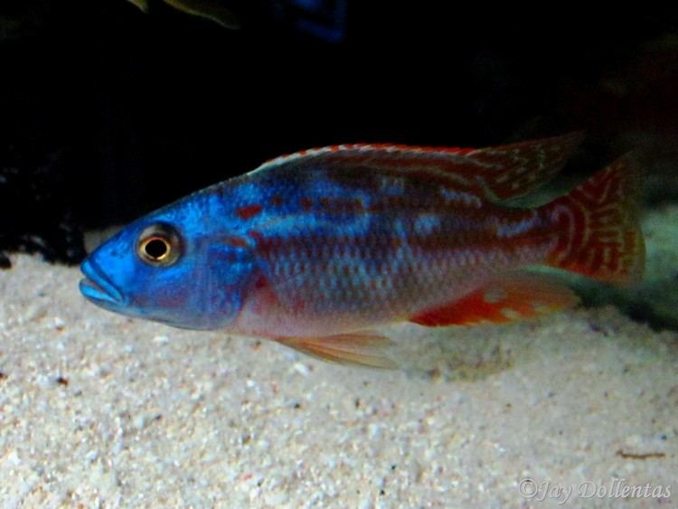 Nimbochromis fuscotaeniatus cichlidscom Nimbochromis Fuscotaeniatus