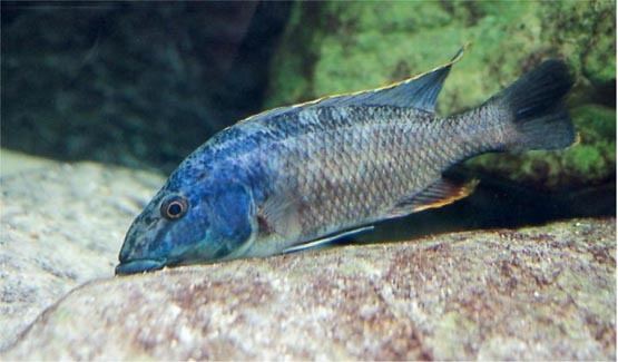 Nimbochromis linni wwwmalawicichlidhomepagecompanisLinni3jpg
