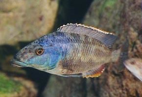 Nimbochromis linni Nimbochromis linni