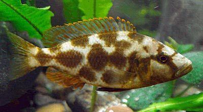 Nimbochromis livingstonii Livingstoni Cichlid Nimbochromis livingstonii Livingston39s Hap