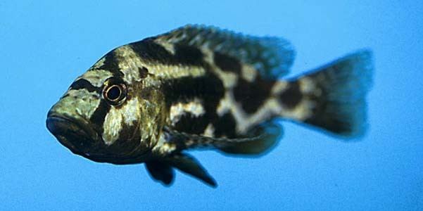 Nimbochromis livingstonii Nimbochromis livingstonii Seriously Fish