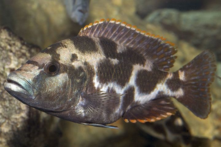 Nimbochromis livingstonii Livingstonii Nimbochromis livingstonii