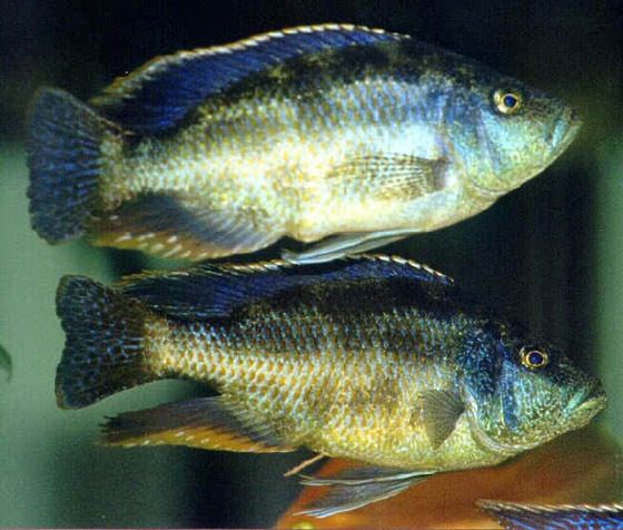 Nimbochromis polystigma wwwmalawicichlidhomepagecomhapsnimboc17jpg