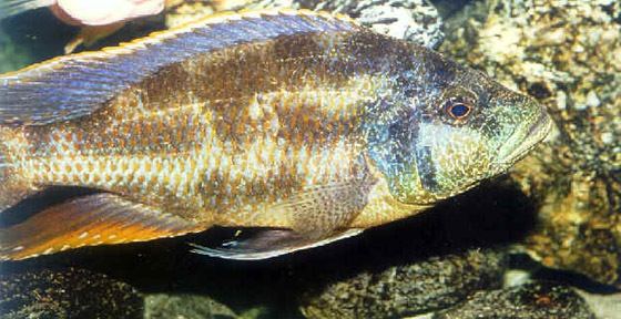 Nimbochromis polystigma NIMBOCHROMIS POLYSTIGMA
