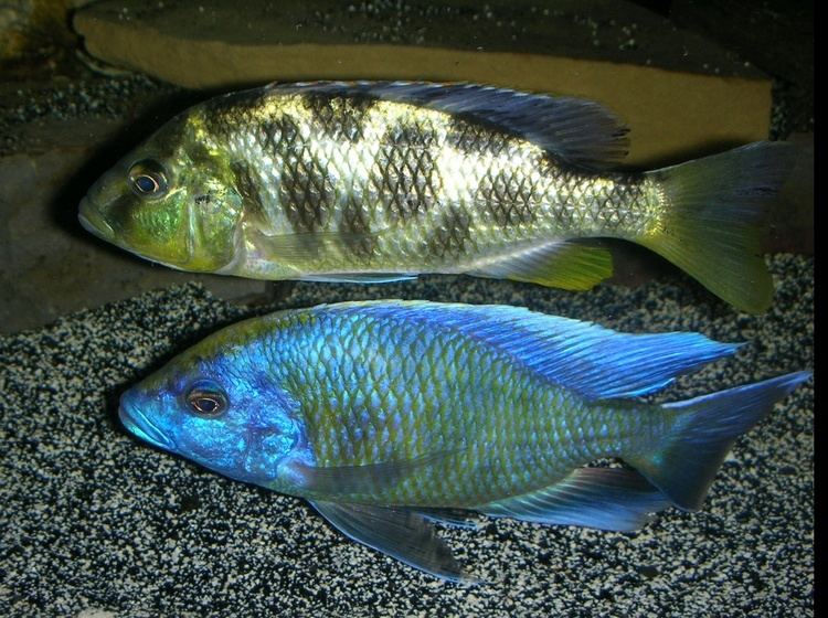 Nimbochromis venustus cichlidscom Nimbochromis venustus