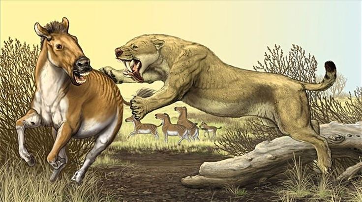 Nimravidae Nimravidae Prehistoric Animals Pinterest