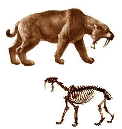 Nimravidae Nimravidae Prehistoric Animals Pinterest Kitty