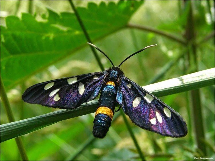 Nine-spotted moth Panoramio Photo of Oblaczek granatek Ninespotted moth Amata