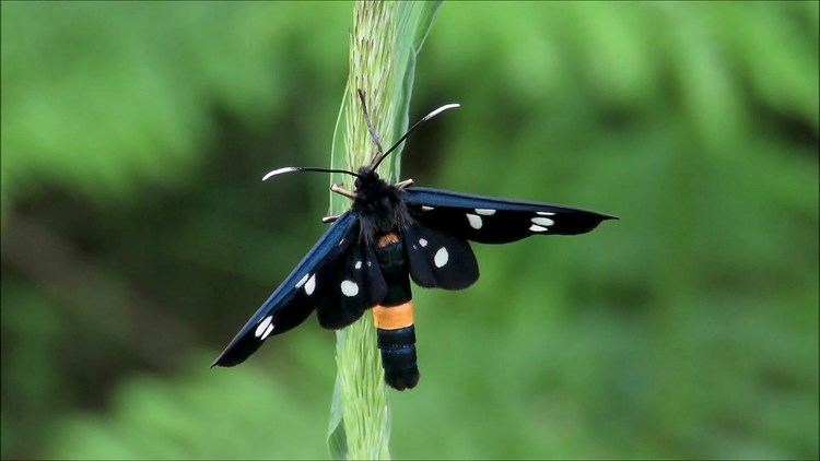 Nine-spotted moth Ninespotted Moth Amata phegea Phegeavlinder Belgium 126
