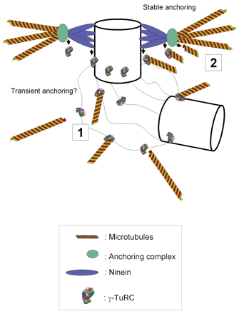 Ninein Microtubule nucleation and anchoring at the centrosome are