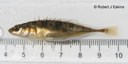 Ninespine stickleback Ontario Freshwater Fishes Life History Database Species Detail