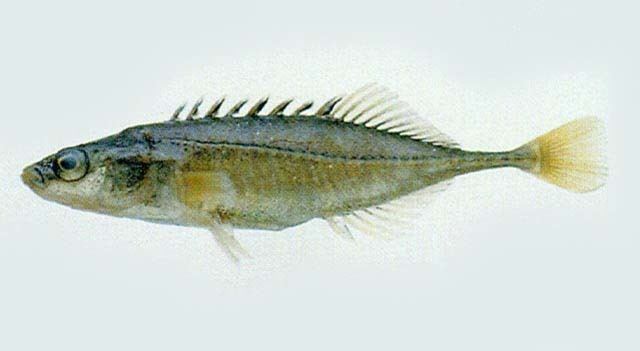 Ninespine stickleback Fish Identification