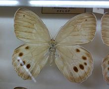 Ninguta (butterfly) httpsuploadwikimediaorgwikipediacommonsthu