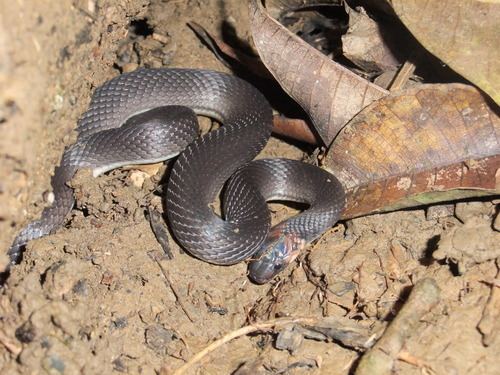 Ninia atrata Hallowell39s Coffee Snake observed by mikegrutherford on August 27