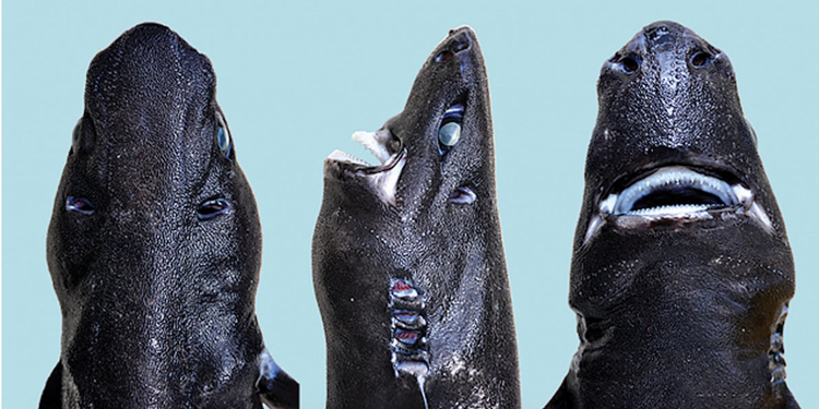 Ninja lanternshark Weirdest sharks on Earth ranked by unusualness Business Insider