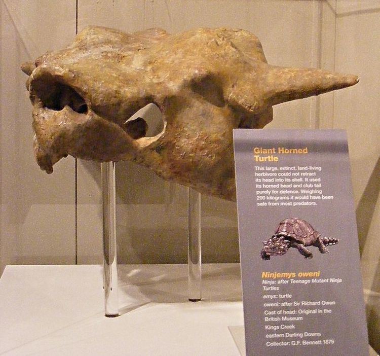 Ninjemys Ninjemys oweni fossil skull by WorldBoneClub on DeviantArt
