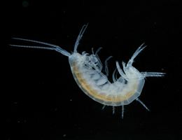 Niphargus Species Hypogean Crustacea Recording Scheme
