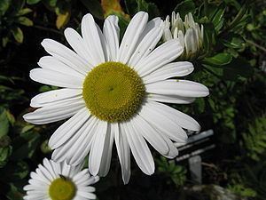 Nipponanthemum Nipponanthemum nipponicum Wikibooks open books for an open world