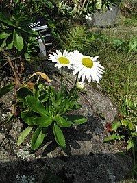 Nipponanthemum httpsuploadwikimediaorgwikipediacommonsthu