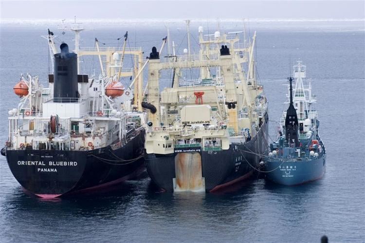 Nisshin Maru Antarctica The Dilemmas of a Stricken Whaling Factory Ship UK