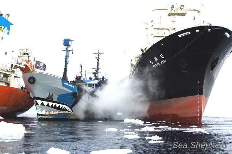 Nisshin Maru NISSHIN MARU JAPANESE INSTITUTE OF CETACEAN RESEARCH WHALING SHIP
