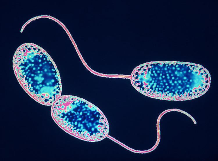 Nitrobacter, a photograph by Pasieka
