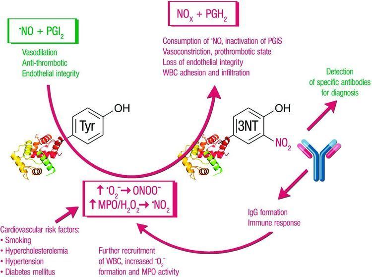 Nitrotyrosine Increased Circulating Levels of 3Nitrotyrosine Autoantibodies