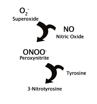 Nitrotyrosine Nitrotyrosine ELISA Kit Cell Biolabs Inc