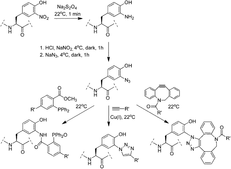 Nitrotyrosine Bioorthogonal labelling of 3nitrotyrosine in peptides and proteins