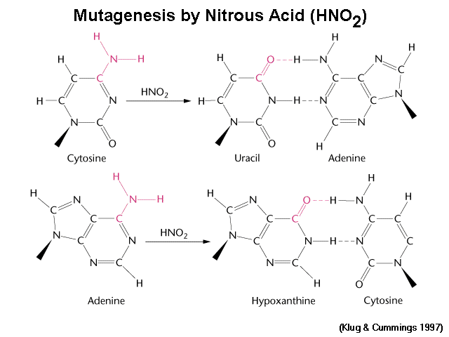 Nitrous acid Nitrous Acid Mutagenesis
