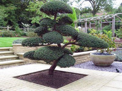 Niwaki 10 images about Gardening Niwaki on Pinterest Gardens Pine and