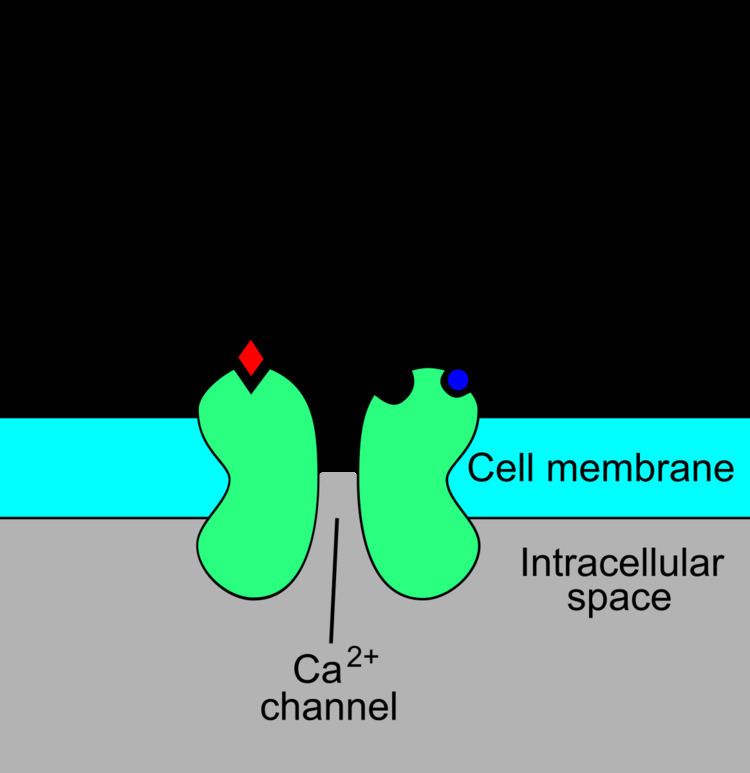 NMDA receptor