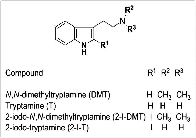 N,N-Dimethyltryptamine In Vivo LongTerm Kinetics of Radiolabeled NNDimethyltryptamine