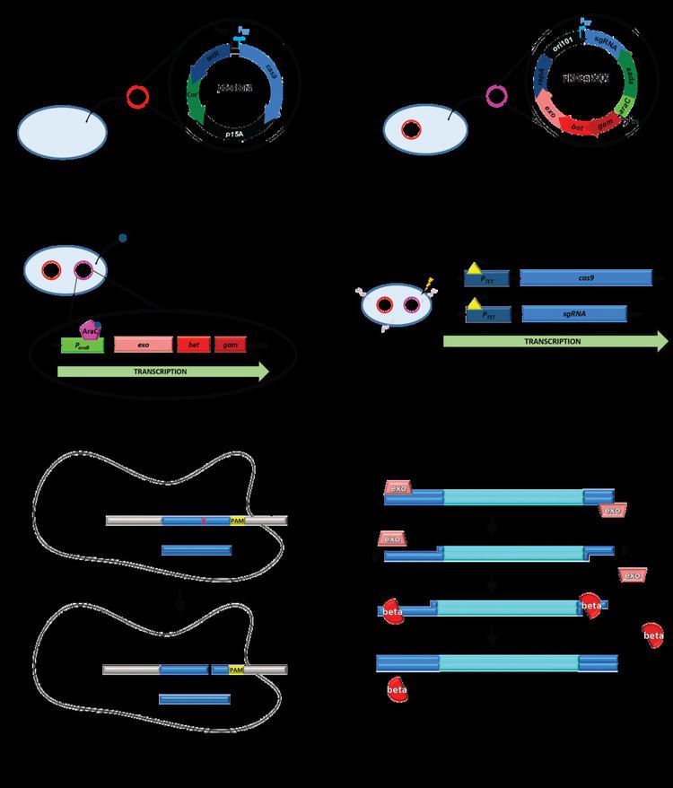 No-SCAR (Scarless Cas9 Assisted Recombineering) Genome Editing