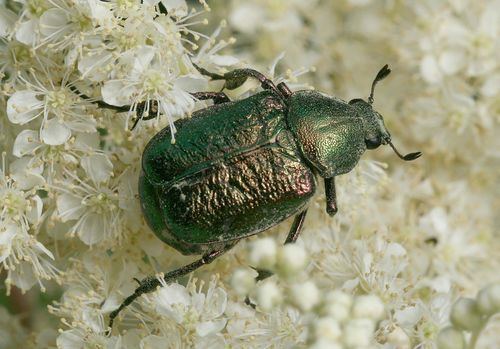 Noble chafer Introduction to the Noble Chafer Gnorimus nobilis Linnaeus 1758