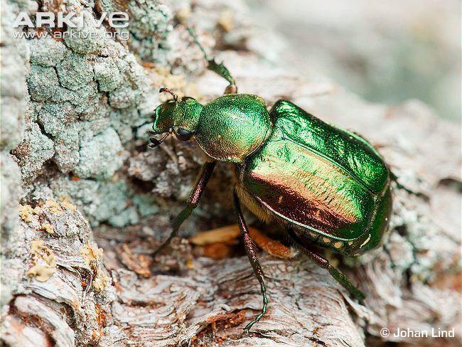 Noble chafer Noble chafer videos photos and facts Gnorimus nobilis ARKive