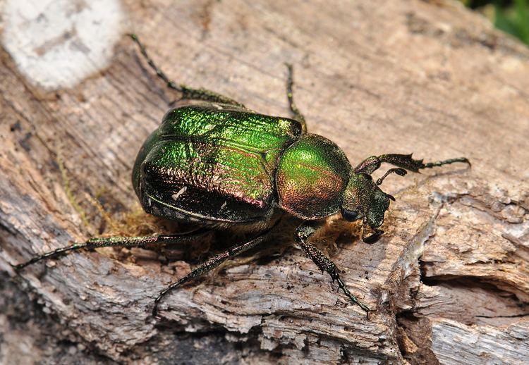 Noble chafer About noble chafer beetles Peoples Trust for Endangered