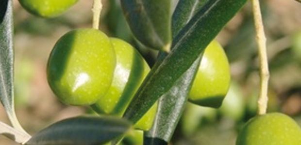 Nocellara del Belice Olio Centonze Olio Biologico Sicilia Organic Olive Oil Sicily