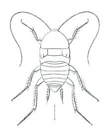 Nocticolidae httpsuploadwikimediaorgwikipediacommonsthu