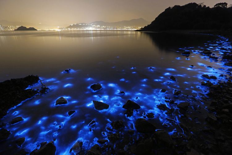 Noctiluca scintillans A Bioluminescent Bloom in Hong Kong The Atlantic