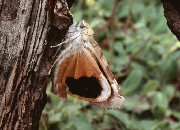 Noctua fimbriata European Lepidoptera and their ecology Noctua fimbriata