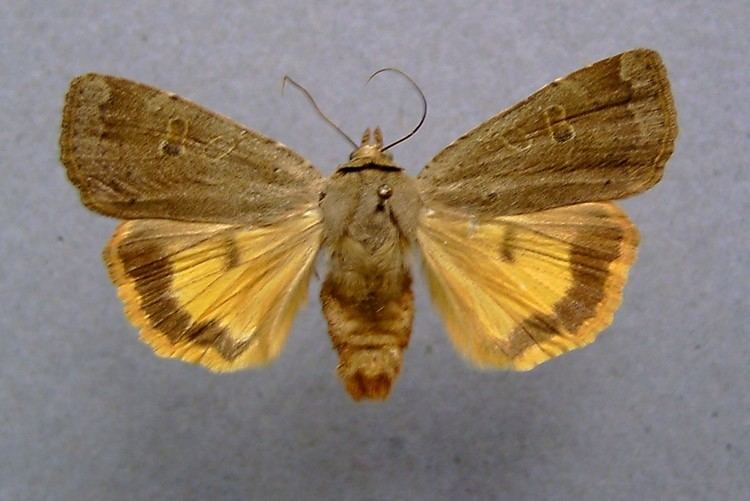 Noctua (moth) Noctua moth