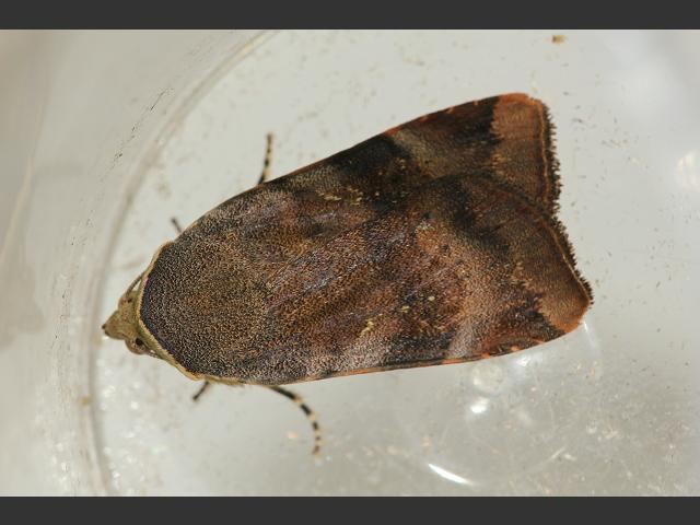 Noctua (moth) Noctua janthe Lesser Broad bordered Yellow Underwing Moth images
