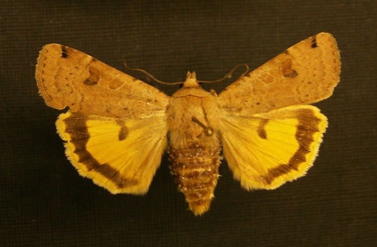 Noctua (moth) Noctua moth Wikiwand