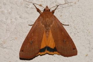 Noctua (moth) Noctua pronuba Large Yellow Underwing Discover Life mobile
