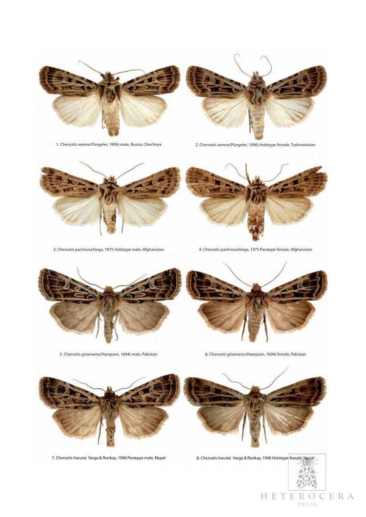 Noctuinae A Taxonomic Atlas of the Eurasian and North African Noctuoidea