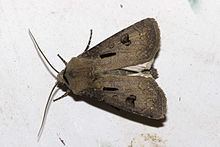 Noctuinae Noctuinae Wikipedia